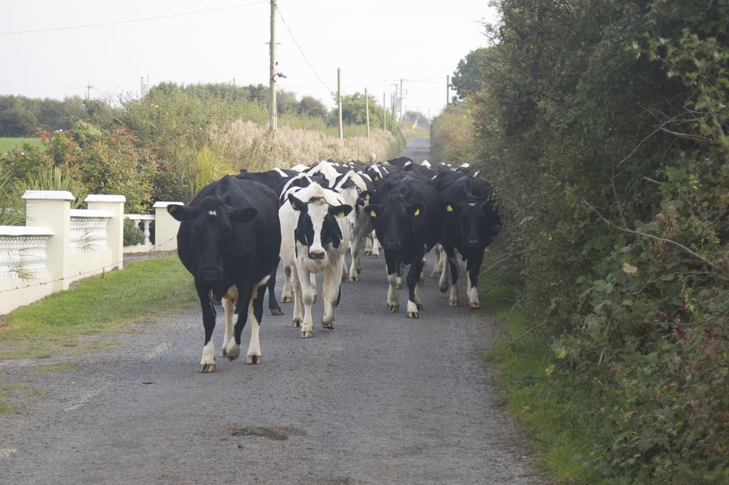 Вилла Greenfields Farmhouse Ballylongford Экстерьер фото